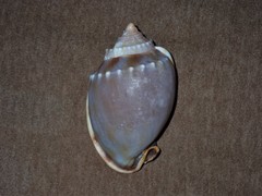 Phalium bandatum