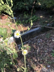 Lactuca indica
