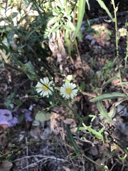 Lactuca indica