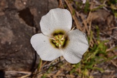 Calochortus howellii