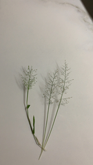 Eragrostis amabilis