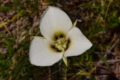 Calochortus howellii