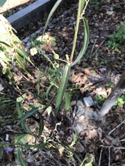 Lactuca indica