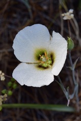 Calochortus howellii