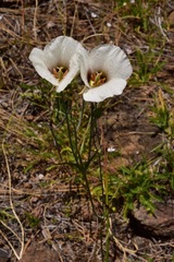 Calochortus howellii