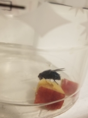 Calliphora coloradensis