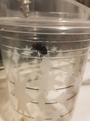 Calliphora coloradensis