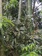 Mangifera indica