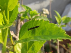 Odontomantis planiceps