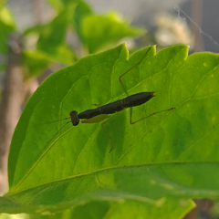 Odontomantis planiceps