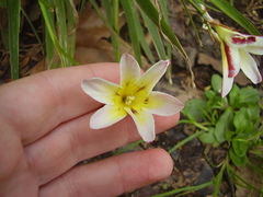 Sparaxis grandiflora