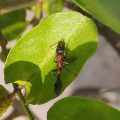 Tetraponera rufonigra