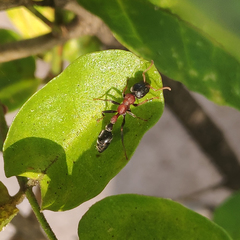 Tetraponera rufonigra