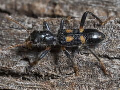 Neoscrobiger patricius