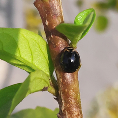Coccinellidae