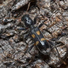 Neoscrobiger patricius