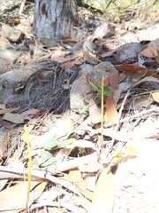 Cryptostylis hunteriana