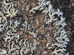 Phaeophyscia hirsuta