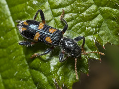Neoscrobiger patricius