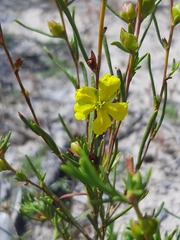 Hibbertia virgata