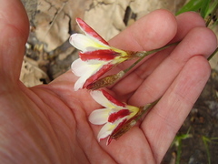 Sparaxis grandiflora