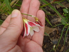 Sparaxis grandiflora