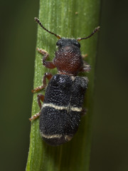 Parapylus bicinctus