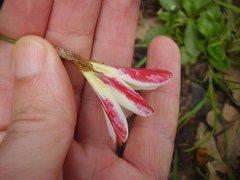 Sparaxis grandiflora