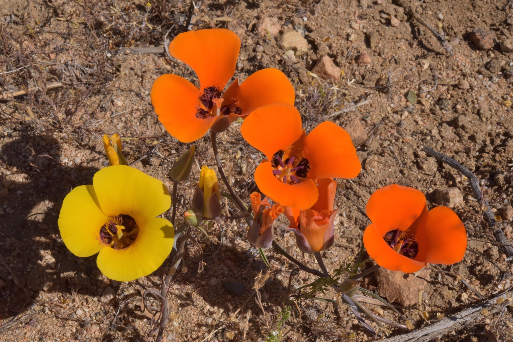Calochortus kennedyi