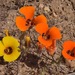 Desert Mariposa Lily - Photo (c) Jeff Bisbee, some rights reserved (CC BY-NC)