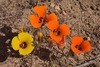 Lirio Mariposa del Desierto - Photo (c) Jeff Bisbee, algunos derechos reservados (CC BY-NC), subido por Jeff Bisbee