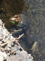 Lithobates montezumae