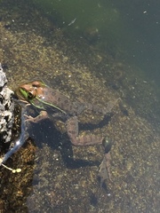 Lithobates montezumae