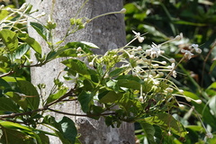 Clerodendrum longiflorum