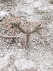 Opuntia aequatorialis