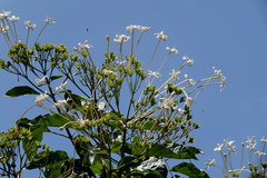 Clerodendrum longiflorum