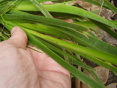 Sparaxis grandiflora