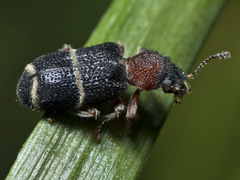 Parapylus bicinctus