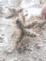 Opuntia aequatorialis