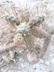 Opuntia aequatorialis