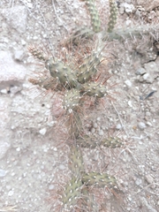 Opuntia aequatorialis