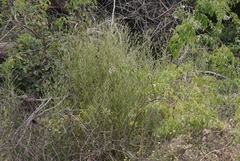Pseudognaphalium ramosissimum