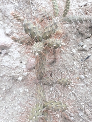 Opuntia aequatorialis
