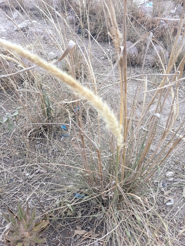 Pappophorum mucronulatum