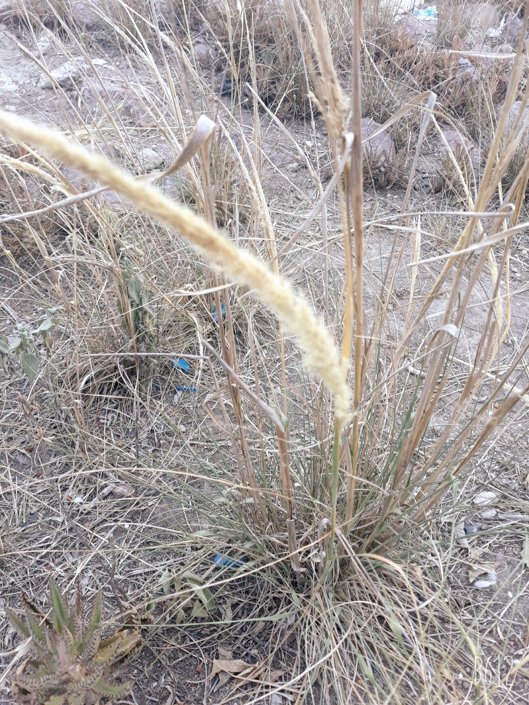 Pappophorum mucronulatum
