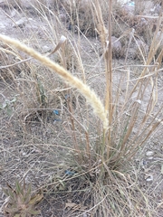 Pappophorum mucronulatum