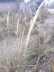 Pappophorum mucronulatum