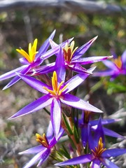 Calectasia intermedia