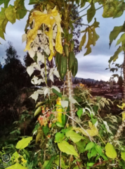 Vasconcellea × pentagona