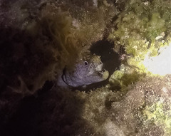 Enchelycore nigricans